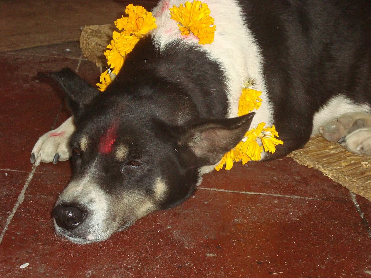 A dog in Kathmandu resting after Kukur Puja, with tika and flowers